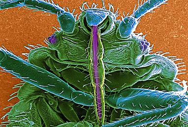 首届独立游戏大奖提名名单公布 《动物井》入选年度游戏